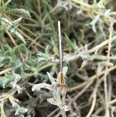 Platycnemis dealbata