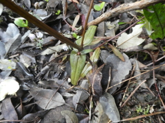 Gentianella tenuifolia