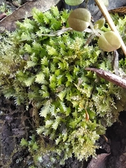 Fissidens taxifolius