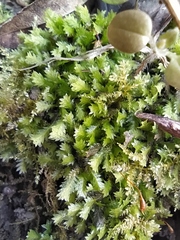 Fissidens taxifolius