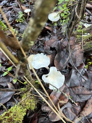 Marasmius calhouniae