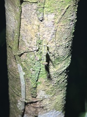 Liturgusa maya