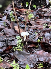 Marasmius calhouniae