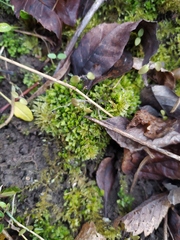 Fissidens taxifolius