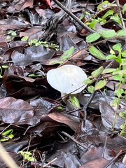 Marasmius calhouniae