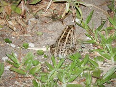 Leptodactylus luctator