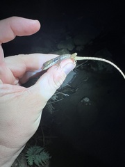 Anolis oxylophus