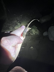 Anolis oxylophus