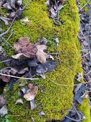 Hypnum cupressiforme