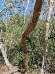 Bursera simaruba