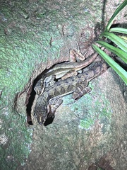 Anolis oxylophus
