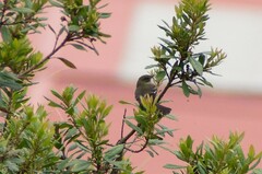 Mecocerculus leucophrys