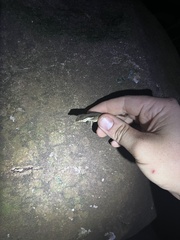 Anolis oxylophus