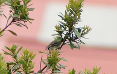 Mecocerculus leucophrys