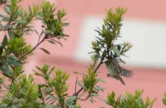 Mecocerculus leucophrys