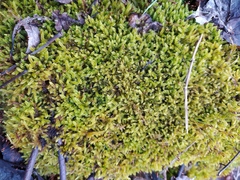 Hypnum cupressiforme