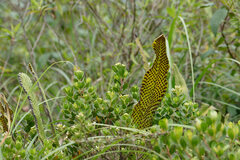 Niphidium crassifolium
