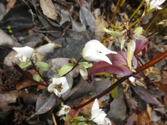 Gentianella tenuifolia