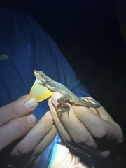 Anolis oxylophus