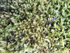 Hypnum cupressiforme