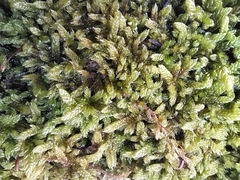 Hypnum cupressiforme