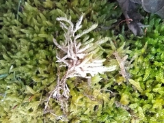 Hypnum cupressiforme