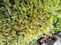 Hypnum cupressiforme