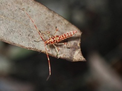 Rayieria basifer