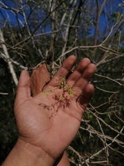Bursera silviae