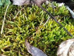 Hypnum cupressiforme