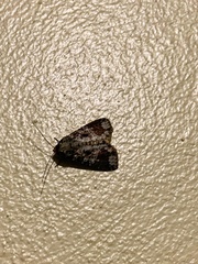 Condica cupentia