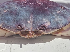 Danielethus crenulatus