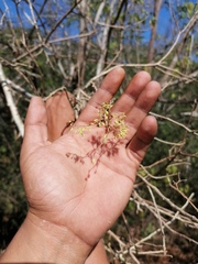 Bursera silviae
