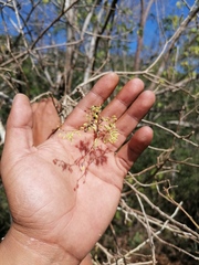 Bursera silviae