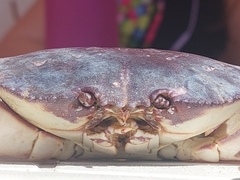 Danielethus crenulatus