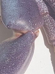 Danielethus crenulatus