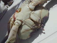 Danielethus crenulatus