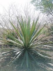 Agave vivipara