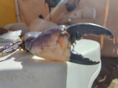 Danielethus crenulatus