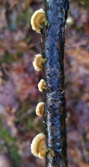 Trametes ochracea