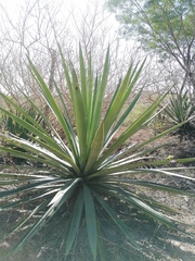 Agave vivipara