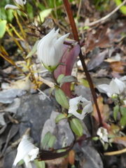 Gentianella tenuifolia