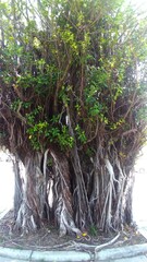 Ficus microcarpa