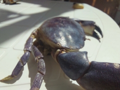 Danielethus crenulatus