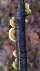 Trametes ochracea