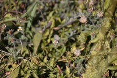 Hemiargus ceraunus astenidas