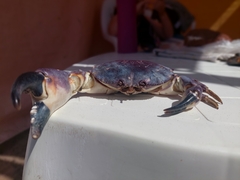 Danielethus crenulatus