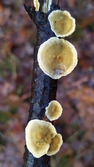Trametes ochracea