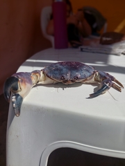 Danielethus crenulatus