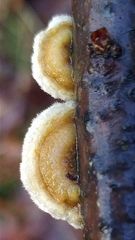 Trametes ochracea